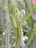 Senecio Longiflorus subsp Madagascariensis (fam Asteracees) (Madagascar) (Lyon, Parc de la tete d'or) (3) (Photo F. Mrugala)